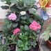Mehler Kurt - Facebook