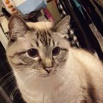 Kurt, Piper, Arizona, and Fish - @kurt.and.friends - Instagram