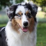 Kurt Schäfer - @aussiefenj - Instagram