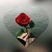 Tayfur Seher Kurt - Facebook