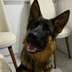 Kurt 🐺 - @german_shepherd_kurt - Instagram