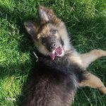 Kurt 🐾Shepherd - @kurt_shepherd2018 - Instagram