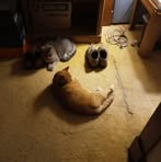 Kurt Shepherd - Facebook