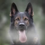 Kurt von den Querulanten 💥 - @kurt.theworkingshepherd - Instagram