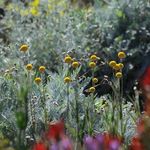 Kurt Wilkinson Garden Design Projects - @kurt.wilkinson.garden.design - Instagram
