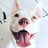 kurt.wolff - @kurt.wolff - TikTok