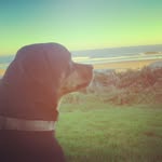 Kurtis Beard - @dogsonlyhere - Instagram