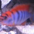 Kurtis Thefishwhisperer Dickerson - Facebook