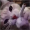 Kurtis Reed547 - @cheezeybawlzzz - TikTok