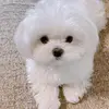 kwang Yu chen - @kwang.yu.chen - TikTok