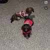 Kya and Cooper - @weeenerdogs - TikTok