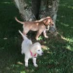 Kya&Cooper - @thelivesofkyaandcooper - Instagram