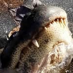 Alexander The Chill Crocodile - @kyanholt2 - Instagram