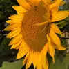 kylabuchanantowns - @kylabuchanantowns - TikTok
