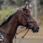 Kyla Mason - @kyla.eventing - Instagram