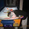 _kylapetrie_ - @_kylapetrie_ - TikTok