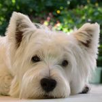 KYLA & SCOTT 🐾 THE WESTIES - @the_westies_kyla_and_scott - Instagram
