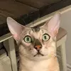 user8749601995742 - @kylawestfall - TikTok
