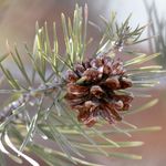 Frosted Pine Studio, LLC - @kylawittart - Instagram
