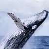 kyleabrams3773 - @kyleabrams3773 - TikTok
