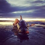 Kyle Andersen - @andersen8297 - Instagram