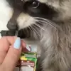 Kyle Farabaugh - @kyle.farbaugh - TikTok