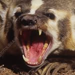 Kyle Badger - @dont_go_up_the_hil - Instagram