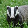 kylebadger - @badger0011 - TikTok