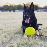 Kyle Barfield - @kyle_k9max - Instagram