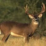 Kyle Bartel - @bigrecordbucks2015 - Instagram