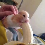 Kyle Rion beavers - @kylerionbeavers - Instagram