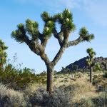 Kyle Binion - @dragonfly_photography462 - Instagram