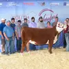 Kyle Blume - @bar_kb_cattle - TikTok