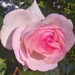 Kyle Witt Borst - @kyle_witt_borst - Instagram