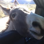 Kyle Boswell - @kyle.boswell.52 - Instagram