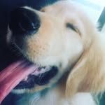 Kyle Bouvier 🐾 - @kylethegoldenchild - Instagram