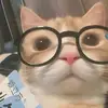 Gulydam - @kylebox - TikTok