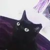Skye - @kylebranson6 - TikTok