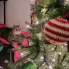 Kyle Brawner's kitty 'Chloe' - @chloe_girl_2 - TikTok