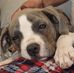 AnnmarieLynz Broomey New - Facebook