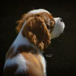 𝐒𝐤𝐲🐾 - @cavalierskyler - Instagram