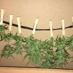 Kyle Cessna - @kyle.cessna - Instagram