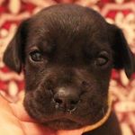 Kyle the Great Dane - @kylefromcorporate - Instagram