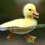 Kyle - @kyle_duck - Instagram