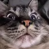 KyleOfDuty_TTV - @kyleofduty_ttv - TikTok