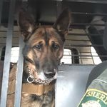 Kyle J Eaves - @k9_bruno13 - Instagram