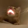 Kj - @kyleester - TikTok