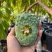 Kyle Gardening - Facebook