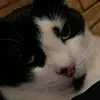 Kyle gavin - @kyle.king123 - TikTok