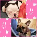 Greta + Hannes+ klein Herbert - @sweet_little_greta - Instagram